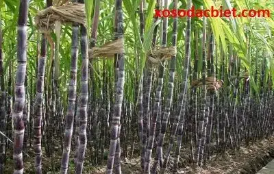 Giấc Mơ Thấy Chặt Mía: Ý Nghĩa Toàn Diện Và Điềm Báo Theo Từng Tình Huống