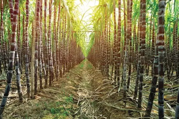 Giấc Mơ Thấy Chặt Mía: Ý Nghĩa Toàn Diện Và Điềm Báo Theo Từng Tình Huống