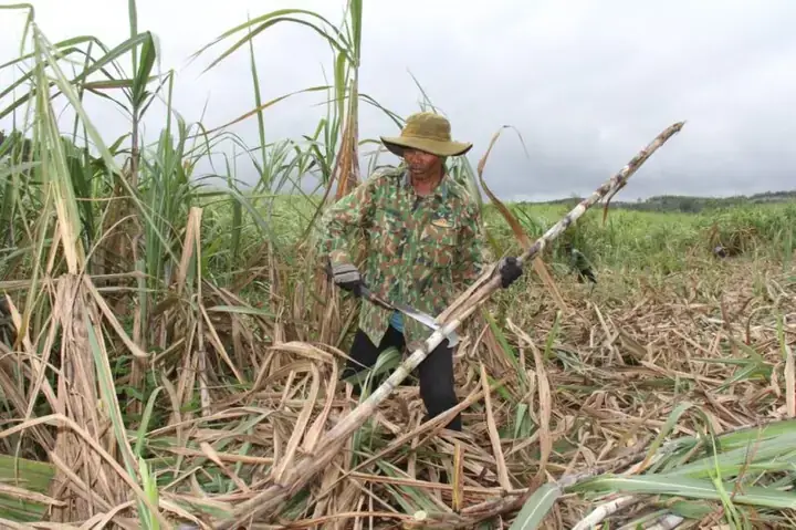 Giấc Mơ Thấy Chặt Mía: Ý Nghĩa Toàn Diện Và Điềm Báo Theo Từng Tình Huống