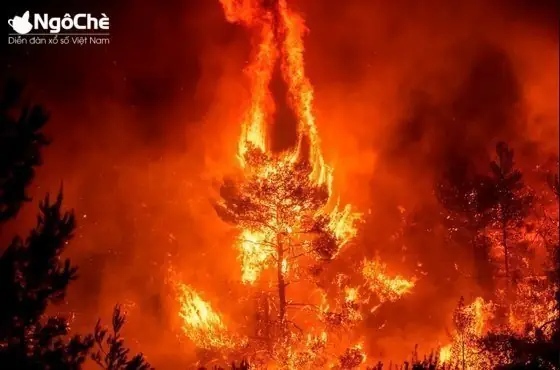 Giấc Mơ Thấy Cháy Rừng: Ý Nghĩa Tâm Linh, Điềm Báo Và Bí Số May Mắn