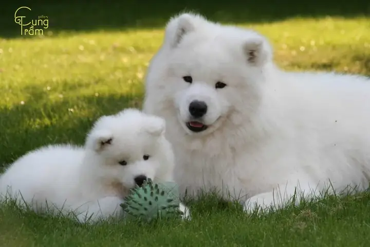 Mơ Thấy Chó Quấn Quýt: Giải Mã Ý Nghĩa Tâm Lý Và Biểu Tượng Văn Hóa