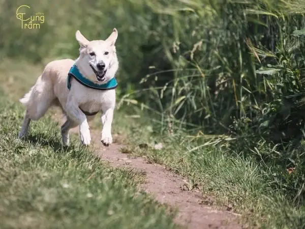 Nằm Mơ Thấy Chó Trắng: Giải Mã Biểu Tượng Và Phản Ánh Tâm Trí