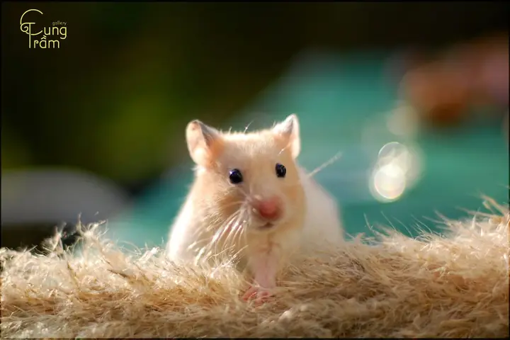 Giấc Mơ Thấy Chuột Cắn Chân: Ý Nghĩa Tâm Linh, Số May Mắn Và Lời Khuyên