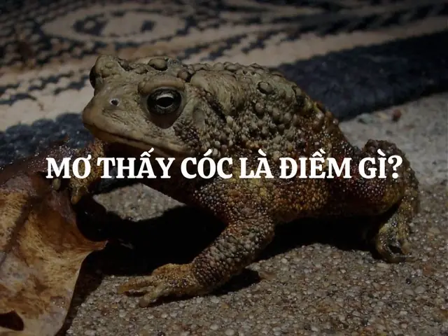 Nằm Mơ Thấy Cóc (thiềm Thừ) Là Điềm Gì? Giải Mã Biểu Tượng & Ý Nghĩa