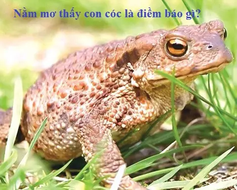 Nằm Mơ Thấy Cóc (thiềm Thừ) Là Điềm Gì? Giải Mã Biểu Tượng & Ý Nghĩa