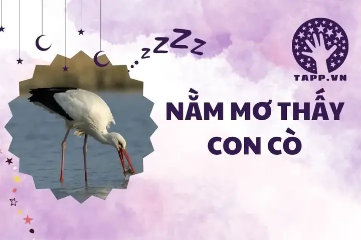 Nằm Mơ Thấy Con Cò: Giải Mã Ý Nghĩa Từ A Đến Z