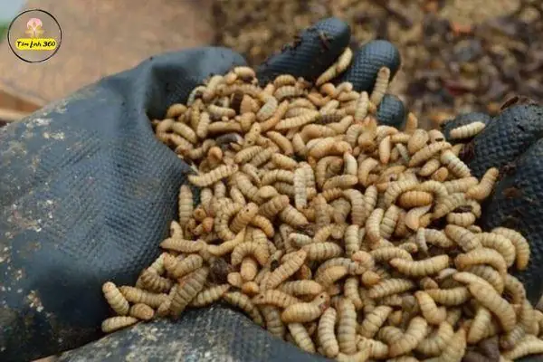 Nằm Mơ Thấy Con Dòi: Ý Nghĩa Chi Tiết & Bí Mật Con Số May Mắn