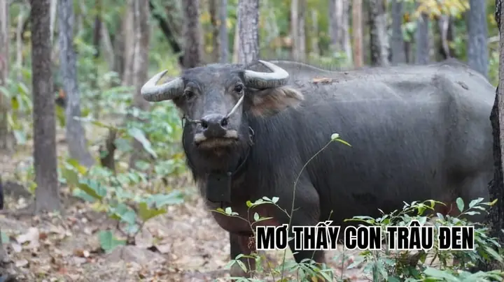 Nằm Mơ Thấy Trâu Đen: Ý Nghĩa Tâm Linh Và Lời Khuyên Thực Tế