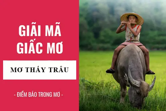 Nằm Mơ Thấy Trâu Đen: Ý Nghĩa Tâm Linh Và Lời Khuyên Thực Tế
