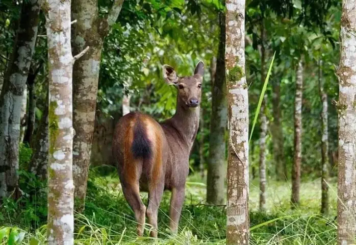 Nằm Mơ Thấy Con Vắt Cắn: Ý Nghĩa Tâm Lý Và Dân Gian