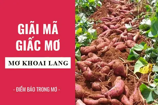 Nằm Mơ Thấy Củ Khoai Từ: Ý Nghĩa Thực Tế Và Thông Điệp Từ Tiềm Thức