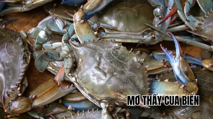 Giấc Mơ Thấy Cua Biển: Giải Mã Ý Nghĩa Và Lời Khuyên Thực Tế