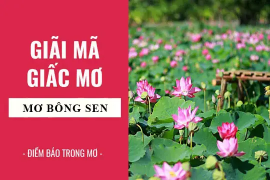 Nằm Mơ Thấy Đài Sen: Ý Nghĩa Từ Góc Độ Văn Hóa, Tâm Lý Và Nghệ Thuật