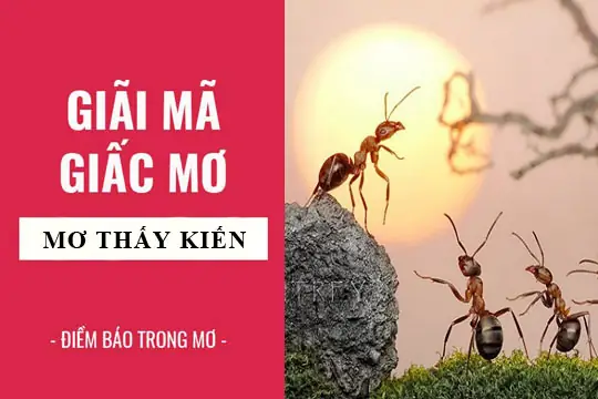 Nằm Mơ Thấy Đàn Kiến Đỏ: Ý Nghĩa Và Lời Giải Đáp Theo Nhiều Góc Nhìn