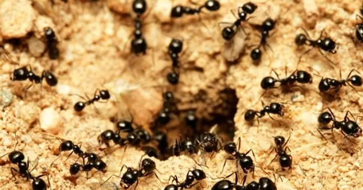 Nằm Mơ Thấy Đàn Kiến Lửa: Ý Nghĩa Tâm Linh, Tâm Lý Và Cách Hóa Giải