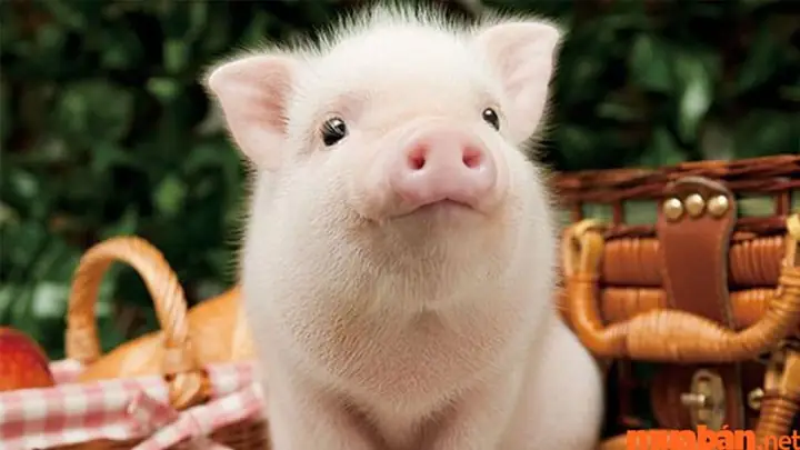 Giấc Mơ Đàn Lợn Trắng: Ý Nghĩa Toàn Diện Và Lời Khuyên Thực Tế