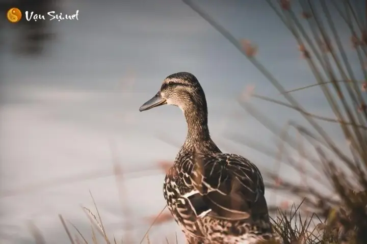 Giấc Mơ Thấy Đàn Vịt Con: Ý Nghĩa Bí Ẩn Và Điềm Báo