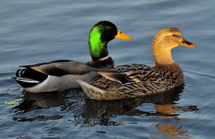 Giấc Mơ Thấy Đàn Vịt Trắng: Ý Nghĩa Tâm Linh, Báo Hiệu Và Lời Khuyên Thực Tế