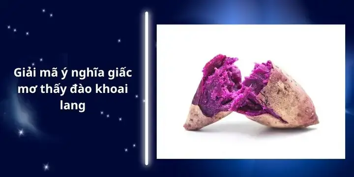 Giấc Mơ Đào Khoai Lang: Ý Nghĩa Tâm Lý, Tâm Linh Và Dự Đoán May Mắn