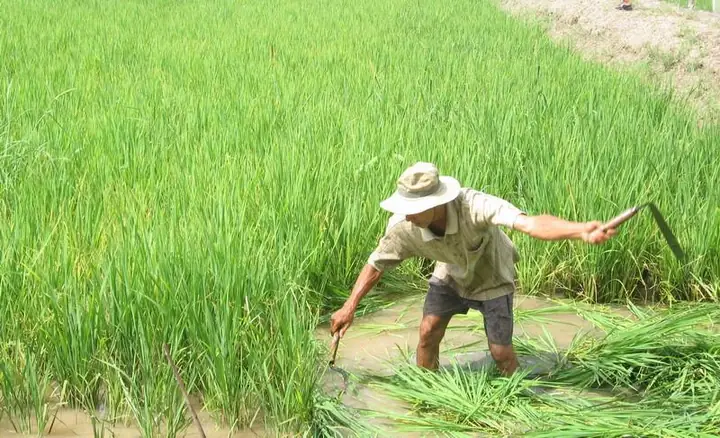 Giấc Mơ Thấy Dao Rựa: Giải Mã Từ Góc Độ Tâm Lý Đời Sống Và Ứng Dụng Thực Tế