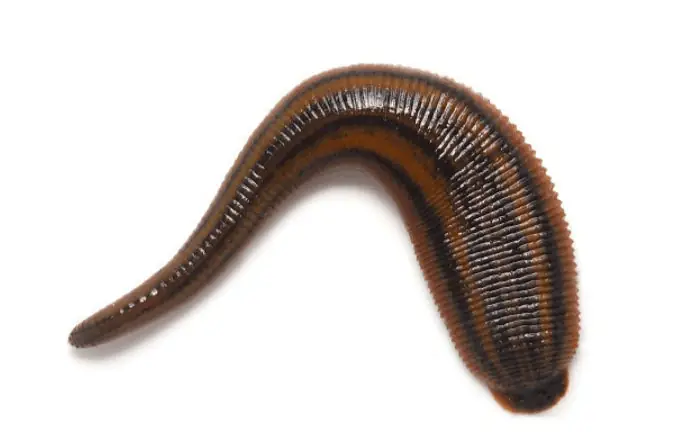 Nằm Mơ Thấy Đỉa Cắn Chân: Ý Nghĩa Và Phân Tích Chi Tiết