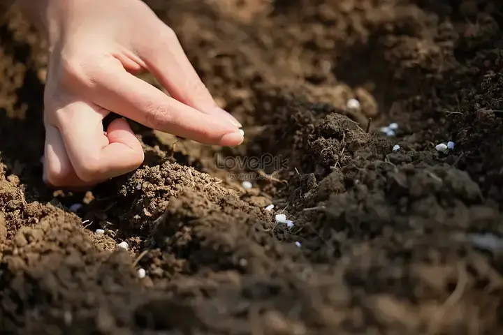 Nằm Mơ Thấy Dòi Màu Trắng: Giải Mã Ý Nghĩa Dân Gian Và Góc Nhìn Khoa Học