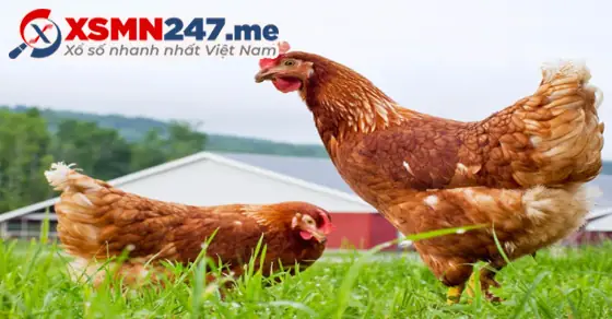 Ý Nghĩa Giấc Mơ Thấy Gà Mái: Từ Tín Ngưỡng Đến Góc Nhìn Hiện Đại