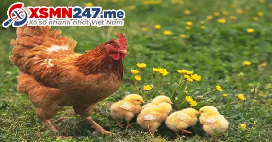 Ý Nghĩa Giấc Mơ Thấy Gà Mái: Từ Tín Ngưỡng Đến Góc Nhìn Hiện Đại