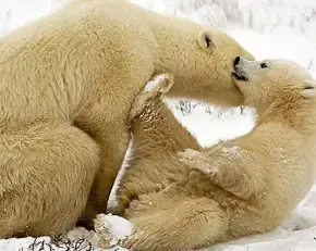 Nằm Mơ Thấy Gấu Trắng: Giải Mã Ý Nghĩa Từ Góc Độ Tâm Lý, Văn Hóa Đến Khoa Học