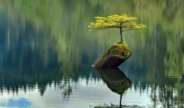 Nằm Mơ Thấy Gấu Trắng: Giải Mã Ý Nghĩa Từ Góc Độ Tâm Lý, Văn Hóa Đến Khoa Học