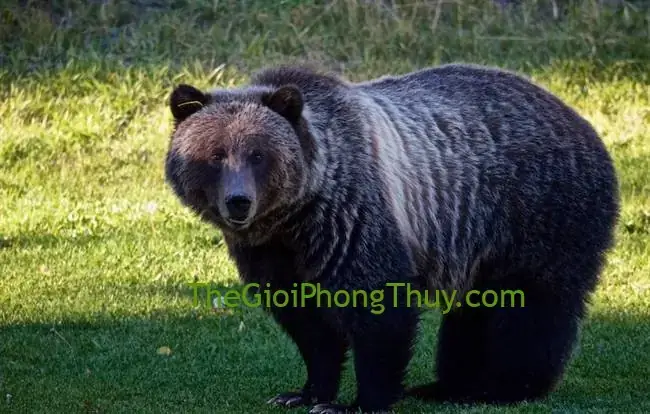 Nằm Mơ Thấy Gấu Trắng: Giải Mã Ý Nghĩa Từ Góc Độ Tâm Lý, Văn Hóa Đến Khoa Học