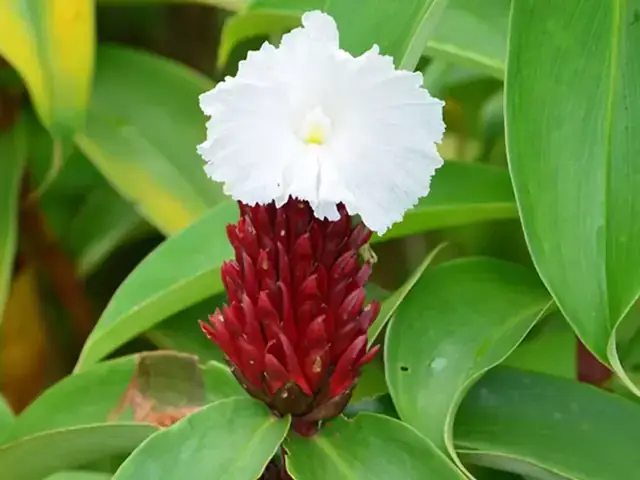 Nằm Mơ Thấy Hái Cây Mía: Giải Mã Ý Nghĩa Và Lời Khuyên Thực Tế