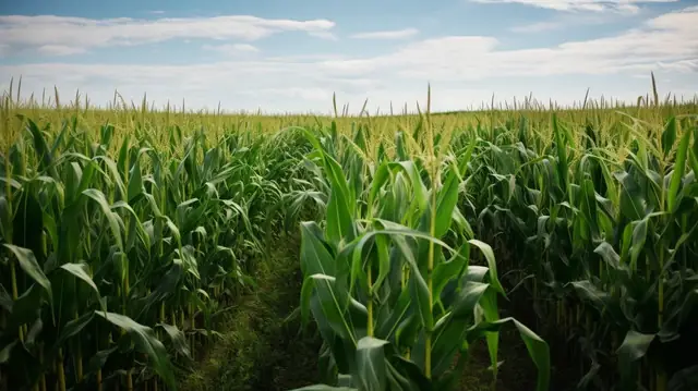 Nằm Mơ Thấy Hạt Ngô: Ý Nghĩa Chi Tiết Và Điềm Báo Toàn Diện