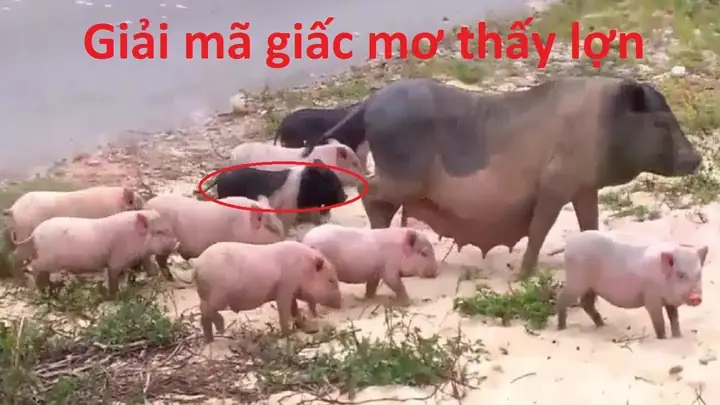 Nằm Mơ Thấy Heo: Giải Mã 55+ Ý Nghĩa Báo Cát, Điềm Xui Và Con Số May Mắn