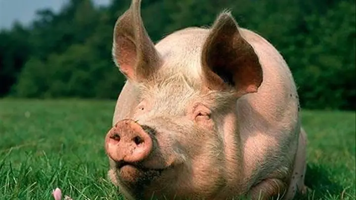 Nằm Mơ Thấy Heo: Giải Mã 55+ Ý Nghĩa Báo Cát, Điềm Xui Và Con Số May Mắn