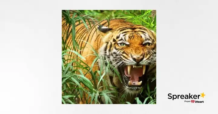 Nằm Mơ Thấy Hổ Vàng: Ý Nghĩa Từ Tâm Linh Đến Thực Tiễn