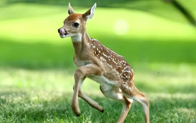 Giấc Mơ Thấy Hươu Nai: Ý Nghĩa Tâm Linh, Điềm Báo Và Những Con Số May Mắng