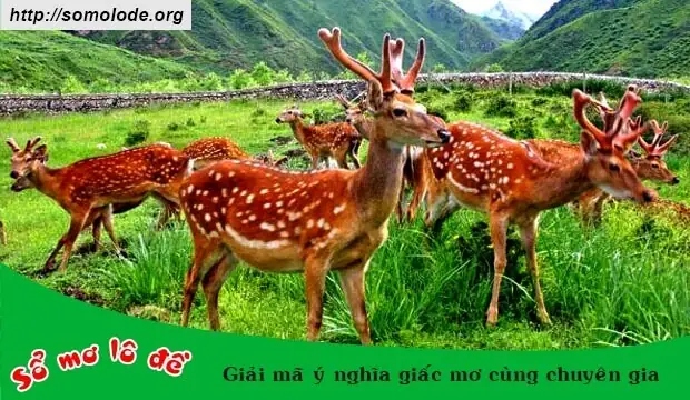 Giấc Mơ Thấy Hươu Nai: Ý Nghĩa Tâm Linh, Điềm Báo Và Những Con Số May Mắng