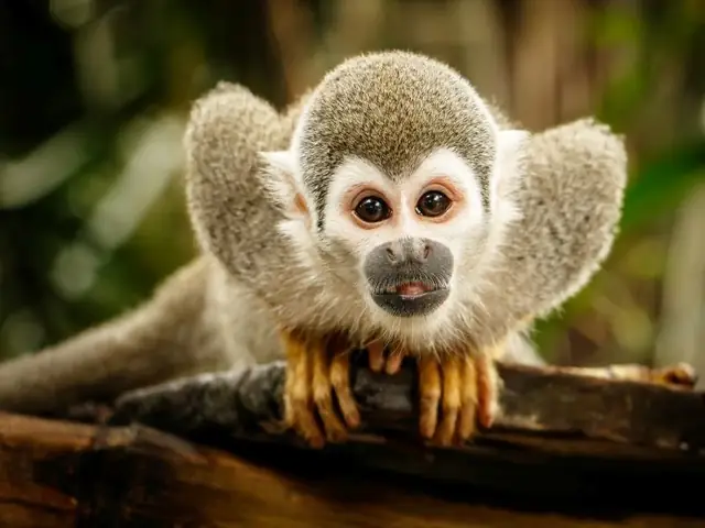 Nằm Mơ Thấy Khỉ Đuổi Theo: Ý Nghĩa Giấc Mơ Theo Góc Nhìn Tâm Lý Học Và Văn Hóa