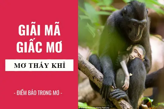 Giấc Mơ Khỉ Tấn Công: Ý Nghĩa Tâm Lý Và Cách Hóa Giải