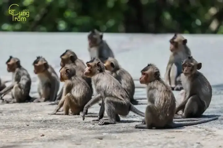 Giấc Mơ Khỉ Tấn Công: Ý Nghĩa Tâm Lý Và Cách Hóa Giải