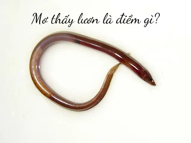 Nằm Mơ Thấy Lươn Và Cá: Ý Nghĩa Và Cách Giải Mộng Chi Tiết