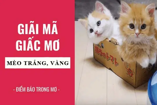 Giấc Mơ Thấy Mèo Vàng: Ý Nghĩa Tâm Lý, Điềm Báo Phong Thủy Và Con Số May Mắn