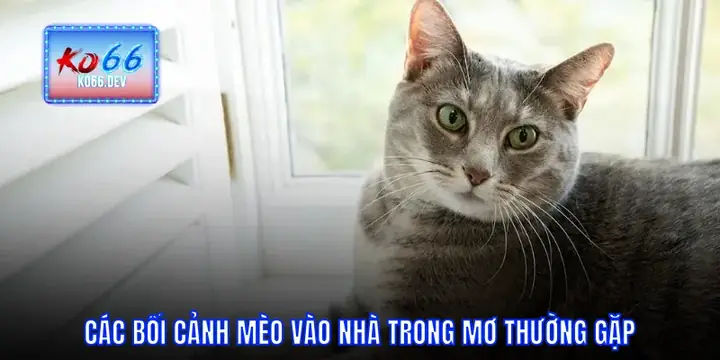 Nằm Mơ Thấy Mèo Vào Nhà: Phân Tích Toàn Diện Từ Tâm Lý Đến Văn Hóa