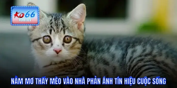 Nằm Mơ Thấy Mèo Vào Nhà: Phân Tích Toàn Diện Từ Tâm Lý Đến Văn Hóa