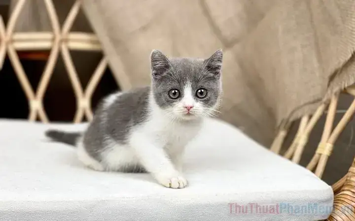 Giấc Mơ Thấy Mèo Xám: Ý Nghĩa Từ Tâm Lý Học Đến Phong Thủy Và Lời Khuyên Thực Tế