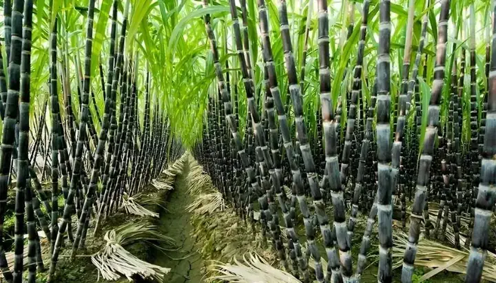 Giấc Mơ Mua Mía: Ý Nghĩa Tâm Linh Và Khoa Học Được Giải Mã Toàn Diện