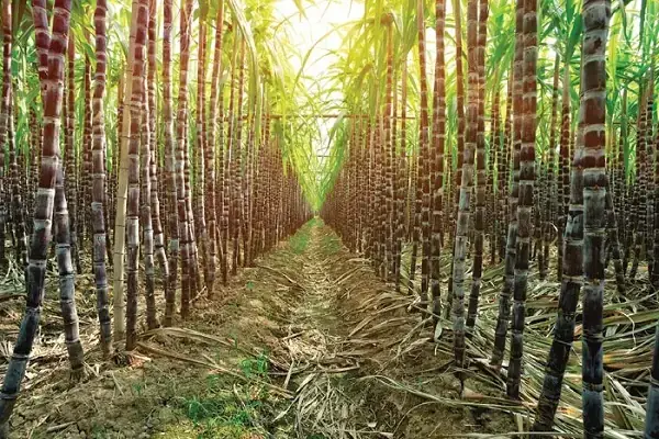 Giấc Mơ Mua Mía: Ý Nghĩa Tâm Linh Và Khoa Học Được Giải Mã Toàn Diện