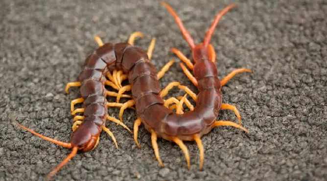 Nằm Mơ Thấy Mưa Gió Lớn: Giải Mã Ý Nghĩa Tâm Lý Và Báo Hiệu Trong Đời Sống