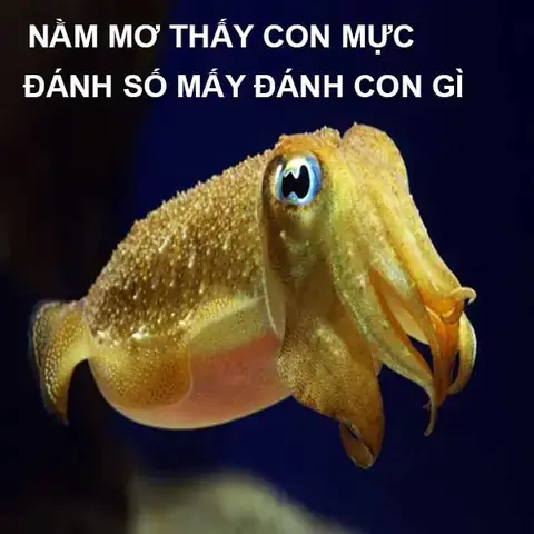 Nằm Mơ Thấy Mực Khô: Ý Nghĩa, Điềm Báo Và Lời Khuyên Chuyên Sâu